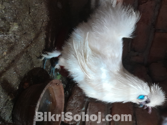 একটা সিল্কি মোরগ মোরগ বিক্রি করা হবে